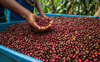 green bean gayo